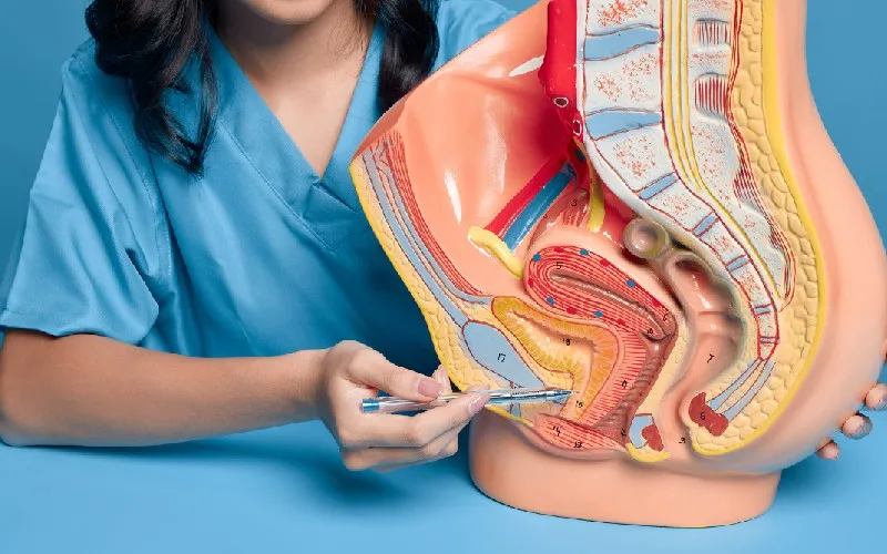 دستگاه ادراری زنان