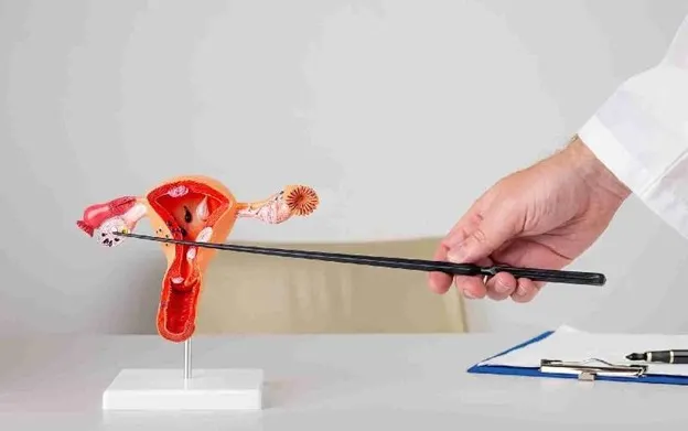 اندام جنسی بانوان